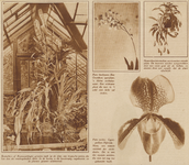 872897 Collage van 4 foto's betreffende de exotische planten in de Hortus Botanicus (Lange Nieuwstraat) te Utrecht.